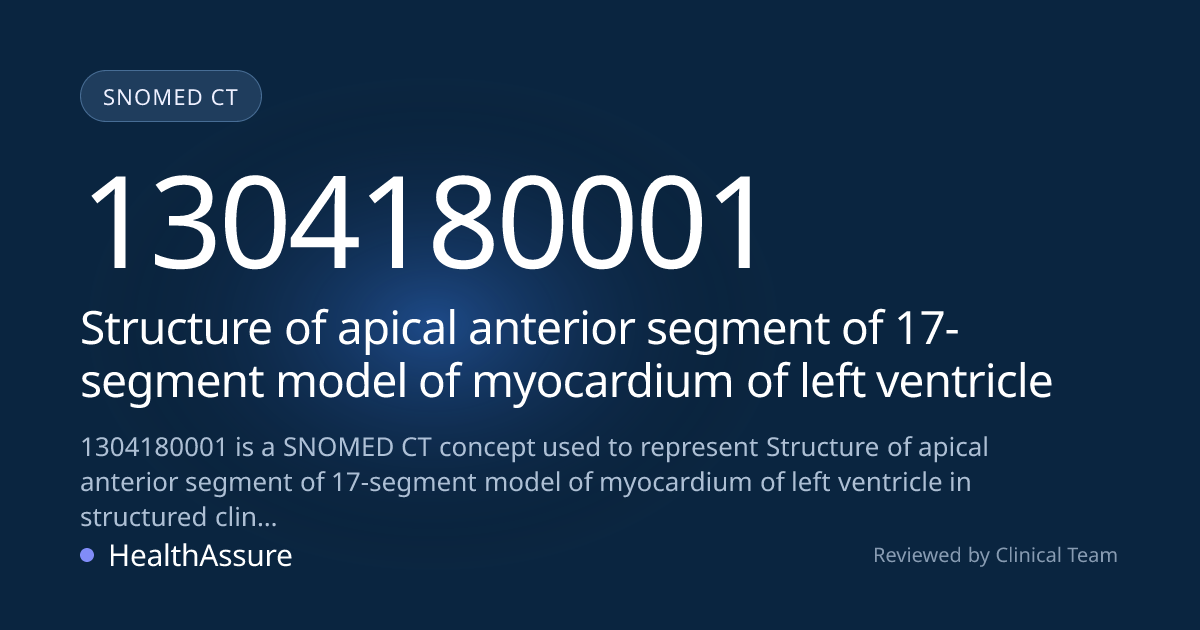 SNOMED CT 1304180001 | Structure of apical anterior segment of 17 ...