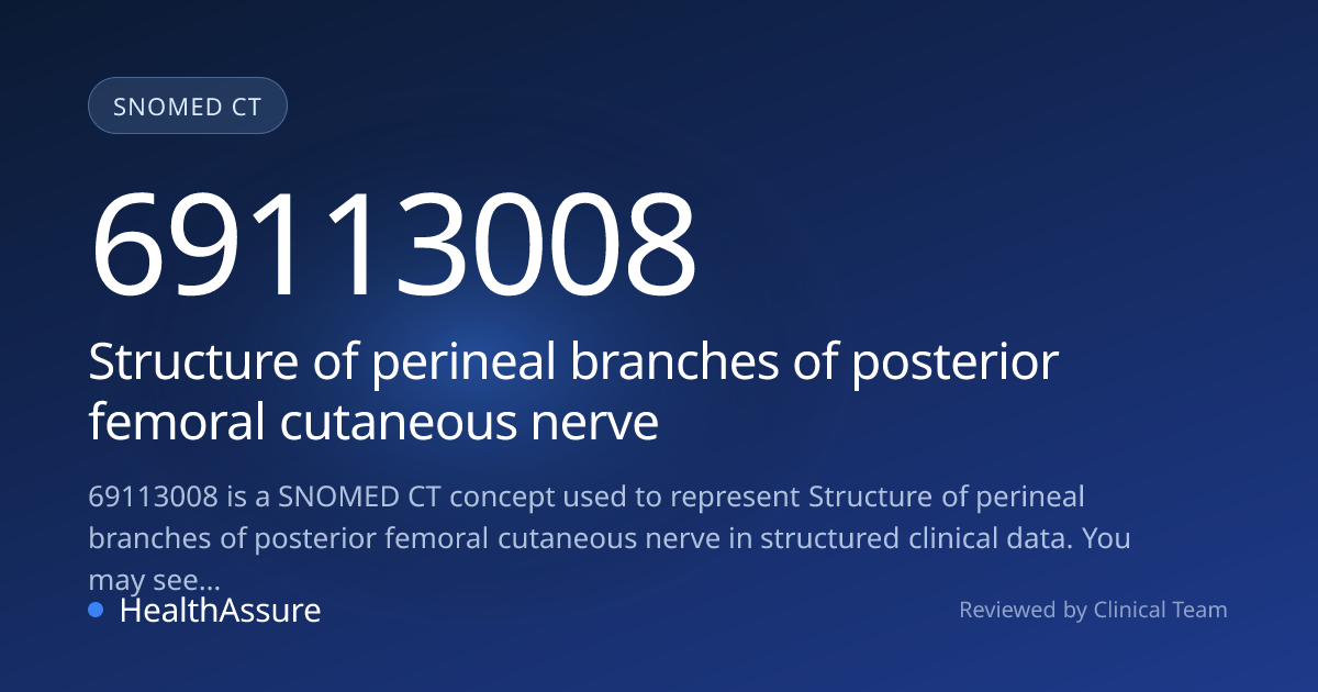 SNOMED CT 69113008 | Structure of perineal branches of posterior ...